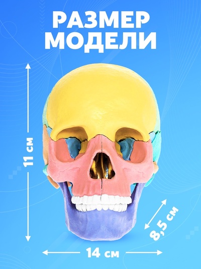 Набор для опытов «Череп человека», анатомическая модель