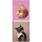 Тетрадь 48 листов в клетку на гребне "Такие смешные кошки", обложка мелованный картон, МИКС - Фото 1