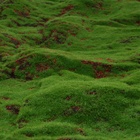 Мох искусственный, декоративный, полотно 1×1 м, рельефный, горный, зелёный, Greengo - Фото 4