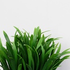 Искусственный цветок в горшке «Амазонка», 8×20 см - Фото 3