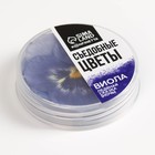 Цветы съедобные «Виола светло-фиолетовая» для капкейков, тортов, куличей, напитков, 5 шт. - Фото 4