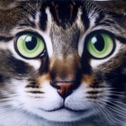 Подушка декоративная антистресс, кошка «Дуся» - Фото 4