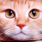 Подушка декоративная антистресс, кошка «Рыжий» - Фото 4