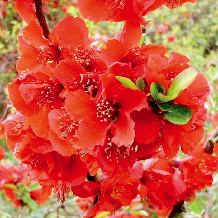 Саженец Айва (Хеномелес) великолепная Файр Дэнс, горшок С2, 1 шт.