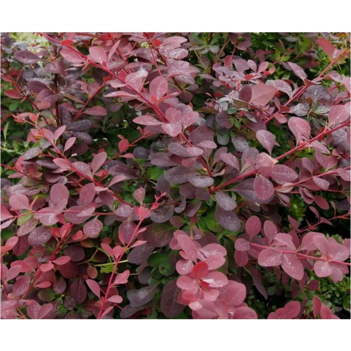 Саженец Барбарис оттавский Суперба, горшок С2, 1 шт.