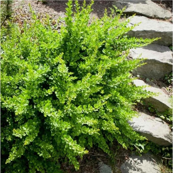 Саженец Барбарис Тунберга «Грин Карпет», горшок С2, 1 шт., Лето 2025