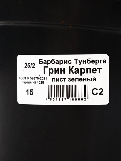 Барбарис Тунберга «Грин Карпет», саженец, горшок С2, 1 шт., Лето 2026, «ПОИСК»