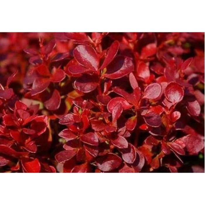 Саженец Барбарис Тунберга «Лютин Руж», горшок С2, 1 шт., Лето 2025