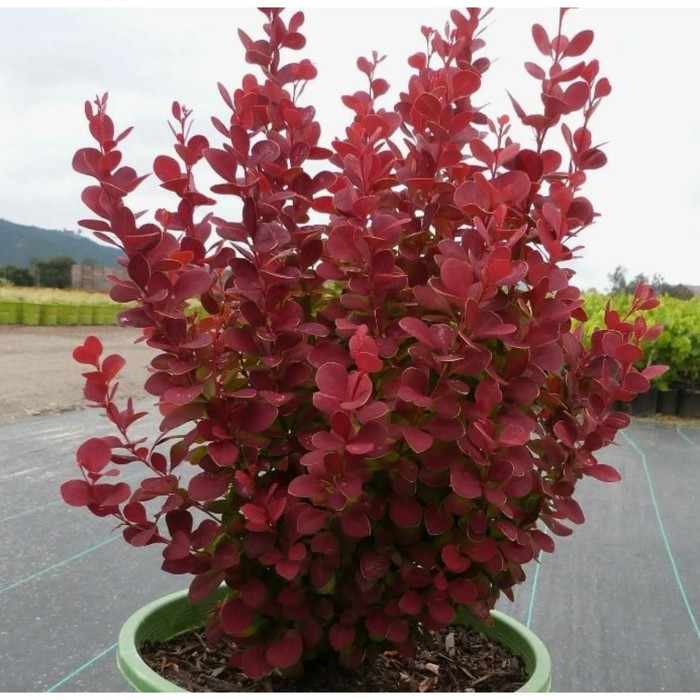 Саженец Барбарис Тунберга «Ориндж Рокет», горшок С2, 1 шт., Лето 2025