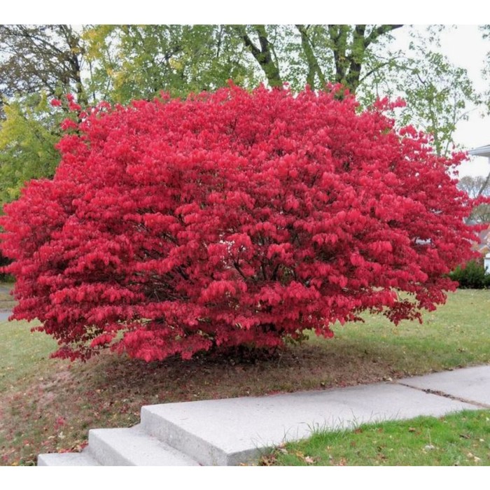 Саженец Бересклет крылатый Компактус, горшок С2, 1 шт.