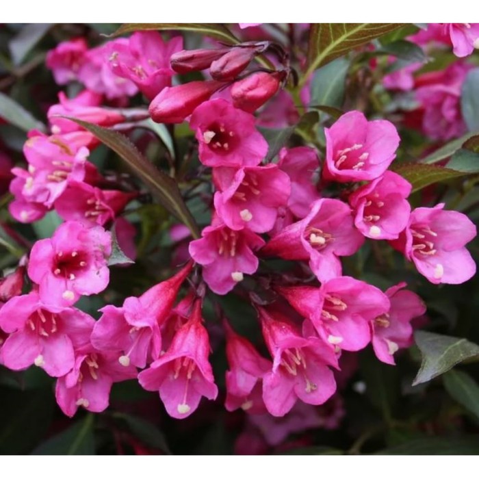 Вейгела цветущая виктория фото и описание кустарника Вейгела цветущая виктория фото и описание кустарника