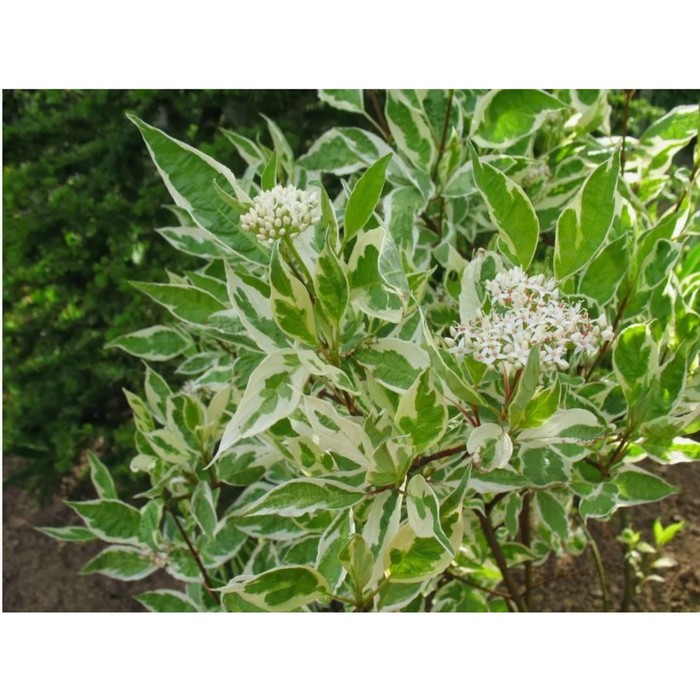 Древесно-кустарниковые растения