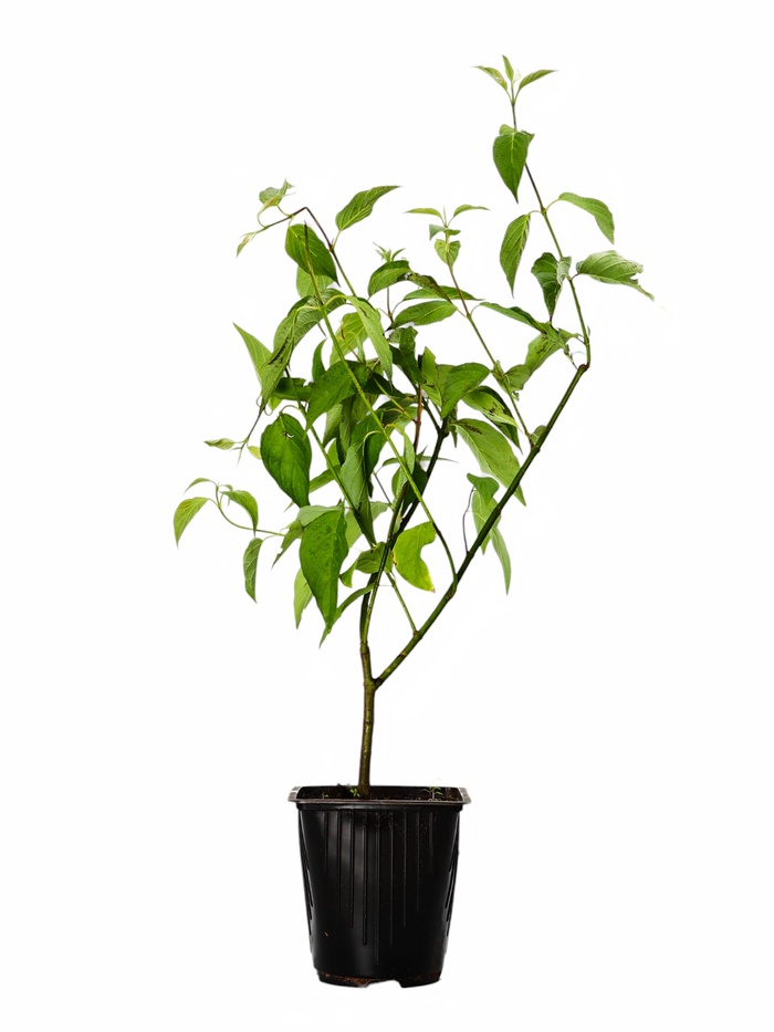 Саженец Дерен белый видовой, горшок С2, 1 шт.