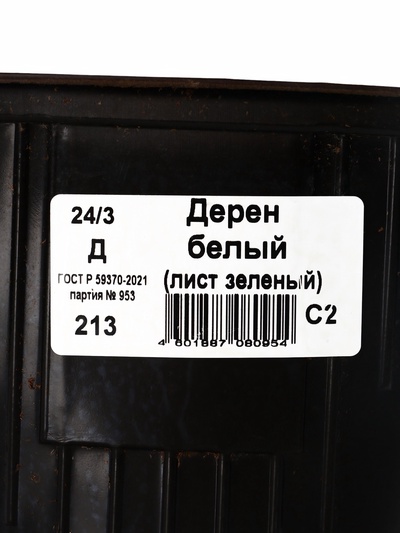 Дерен белый, саженец, горшок С2, 1 шт., Лето 2026, «ПОИСК»