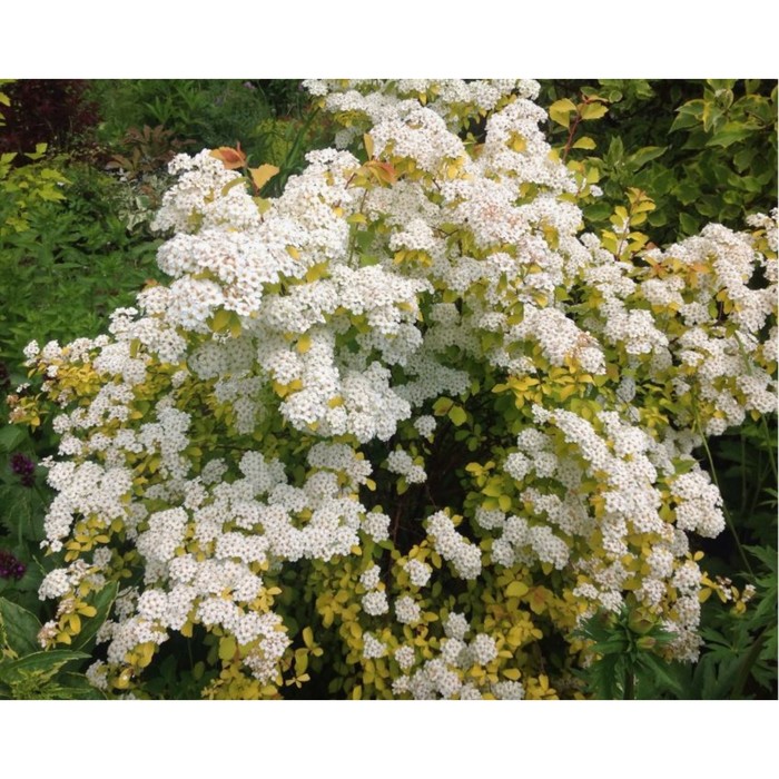 Саженец Спирея Ван-гутта Голд Фонтэйн, горшок С2, 1 шт.