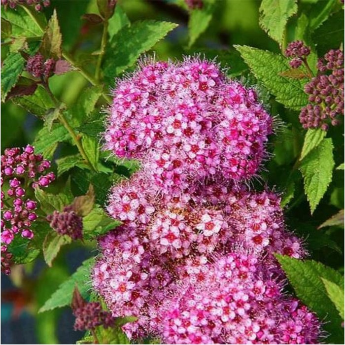 Спирея японская «Дабл Плей Артизан Гален», саженец, горшок С2, 1 шт., Лето 2026, «ПОИСК»