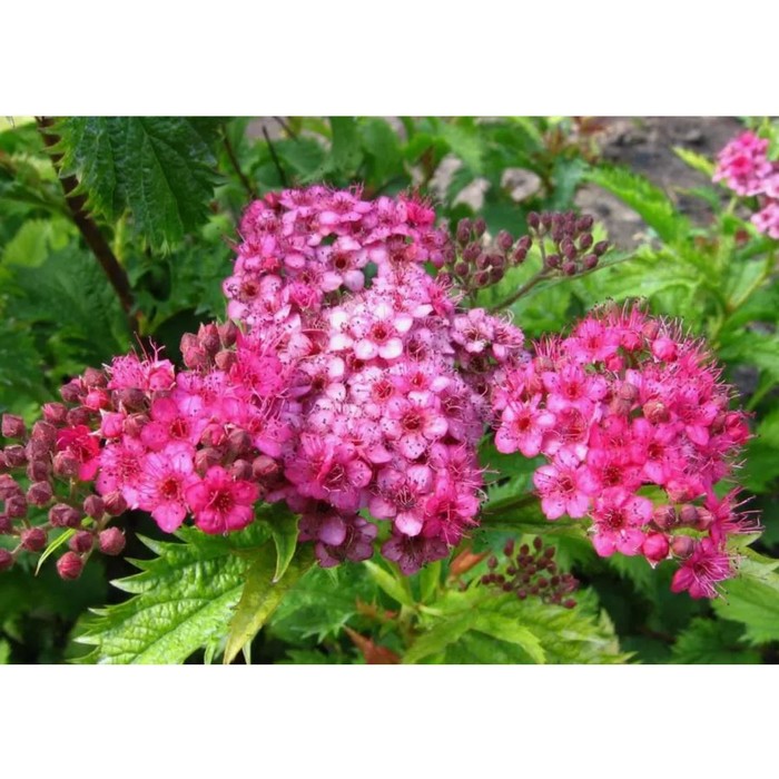 Саженец Спирея японская Криспа, горшок С2, 1 шт.