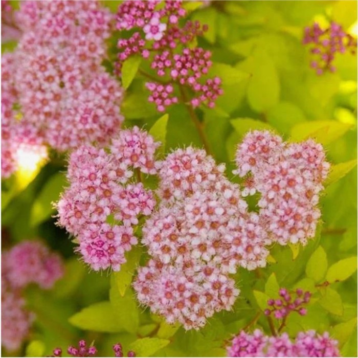 Саженец Спирея японская «Сандроп», горшок С2, 1 шт., Лето 2025