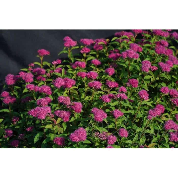 Саженец Спирея японская Суперстар, горшок С2, 1 шт.