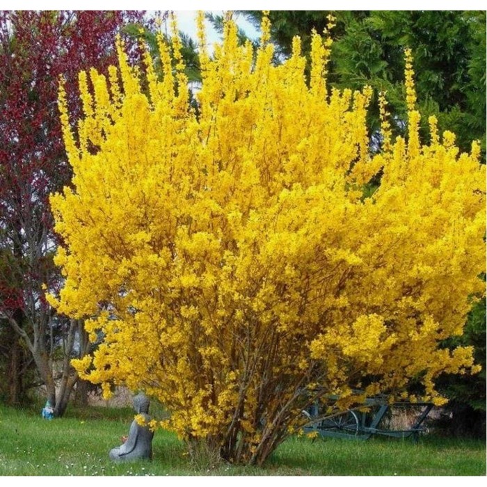 Саженец Форзиция корейская Кумсон, горшок С2, 1 шт.