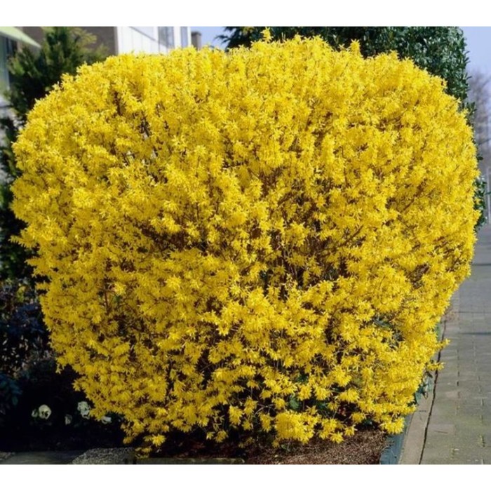 Саженец Форзиция промежуточная Линвуд Голд, горшок С2, 1 шт.