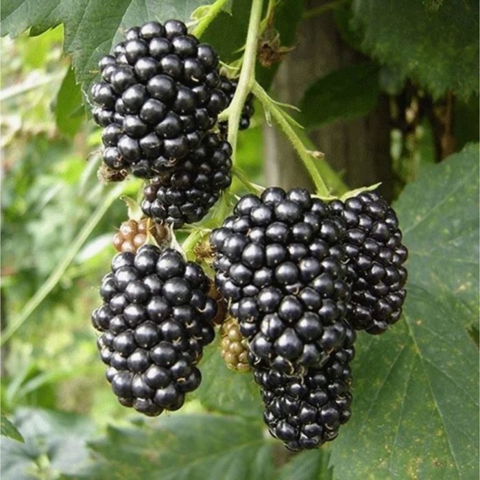 Саженец Ежевика Чачанска Бестрна, горшок С2, 1 шт.