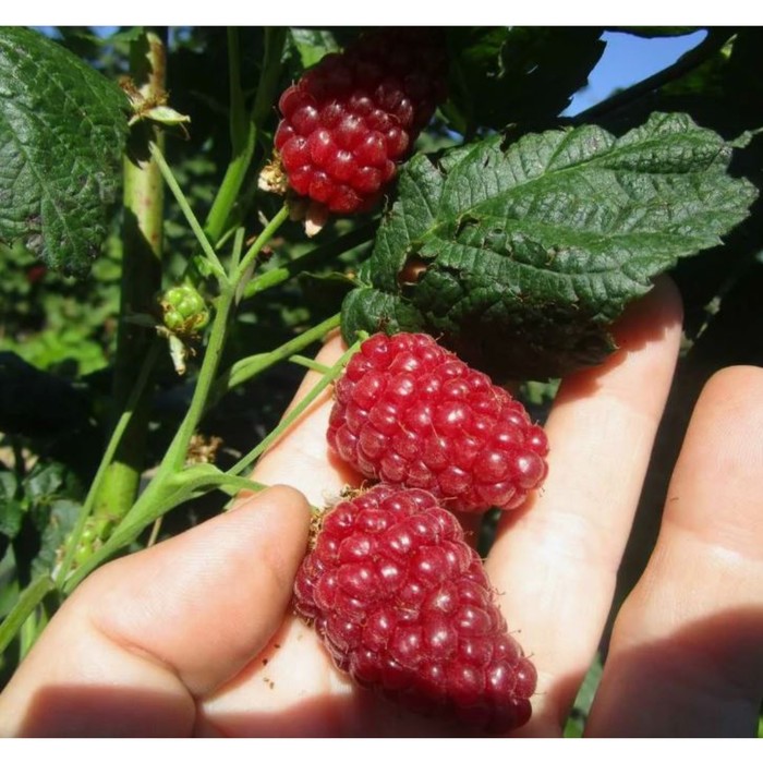 Саженец Ежемалина (малина × ежевика) «Бакингем Тейберри», горшок С2, 1 шт., Лето 2025