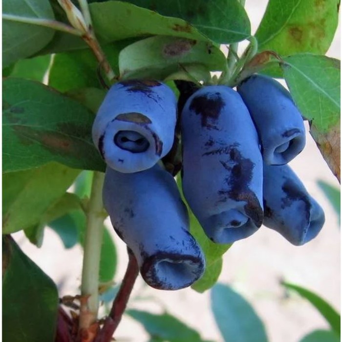 Жимолость съедобная «Голубой десерт», саженец, горшок С2, 1 шт., Лето 2026, «ПОИСК»