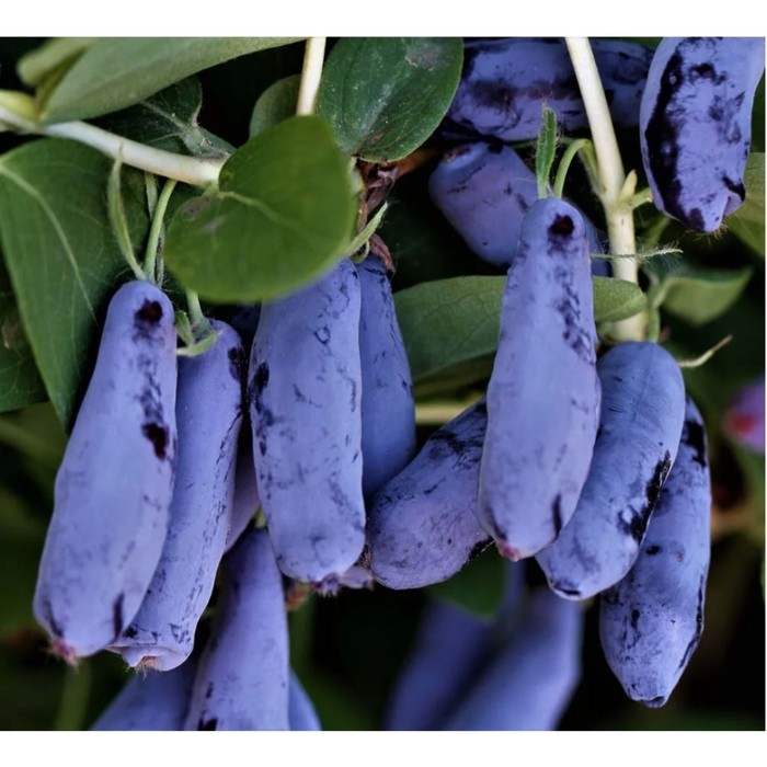 Жимолость съедобная «Гордость Бакчара», саженец, горшок С2, 1 шт., Лето 2026, «ПОИСК»