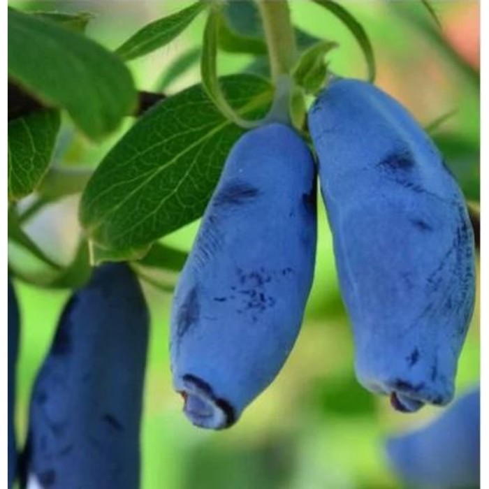 Жимолость съедобная «Длинноплодная», саженец, горшок С2, 1 шт., Лето 2026, «ПОИСК»