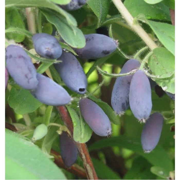 Жимолость съедобная «Камчадалка», саженец, горшок С2, 1 шт., Лето 2026, «ПОИСК»