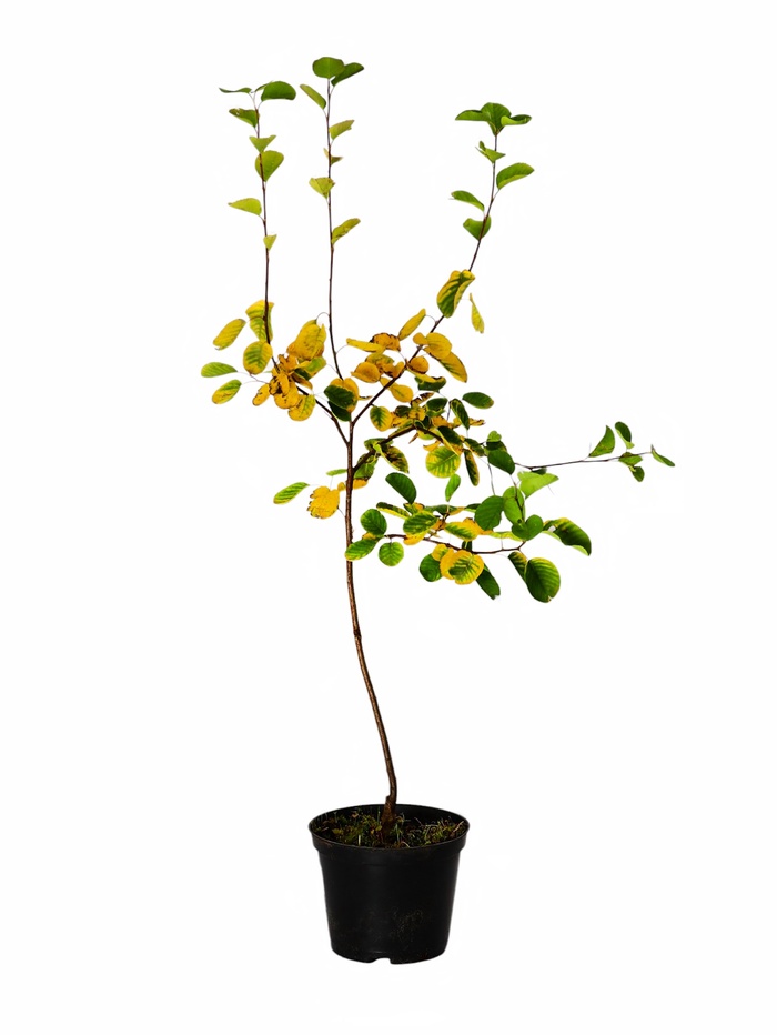 Саженец Ирга ольхолистная Красноярская, горшок С2, 1 шт. - Фото 1