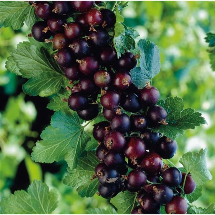 Саженец Йошта (крыжовник × смородина), горшок С2, 1 шт., Лето 2025