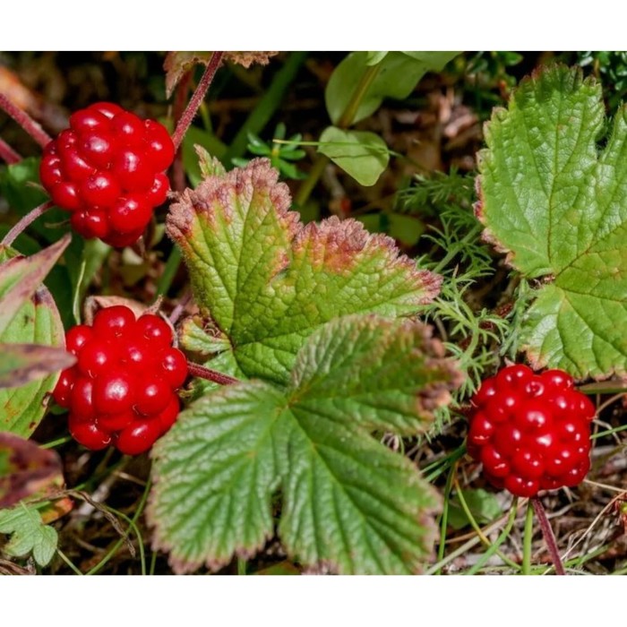 Княженика «Астра», саженец, горшок С2, 1 шт., Лето 2026, «ПОИСК»