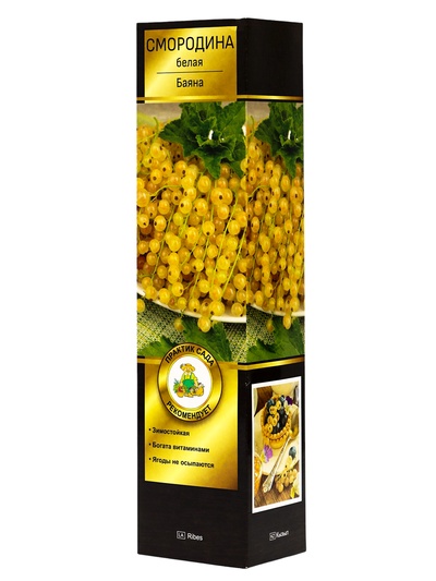 Смородина белая «Баяна», саженец, туба, 1 шт.