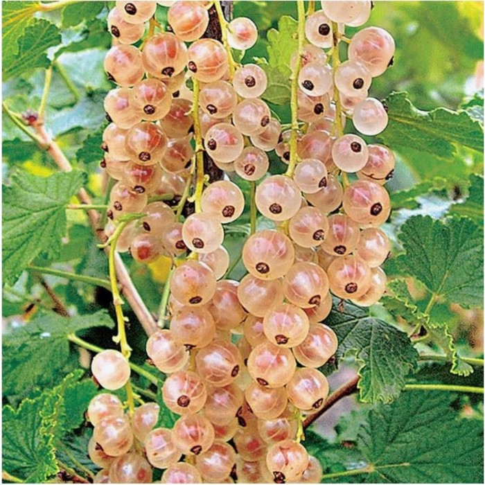 Саженец Смородина белая «Кремовая», горшок С2, 1 шт., Лето 2025