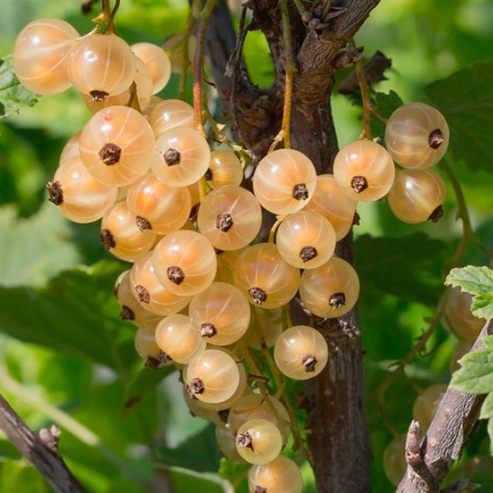 Смородина белая Версальская - Саженец/ЗКС 20-30см. 1год (С2) - купить с доставко