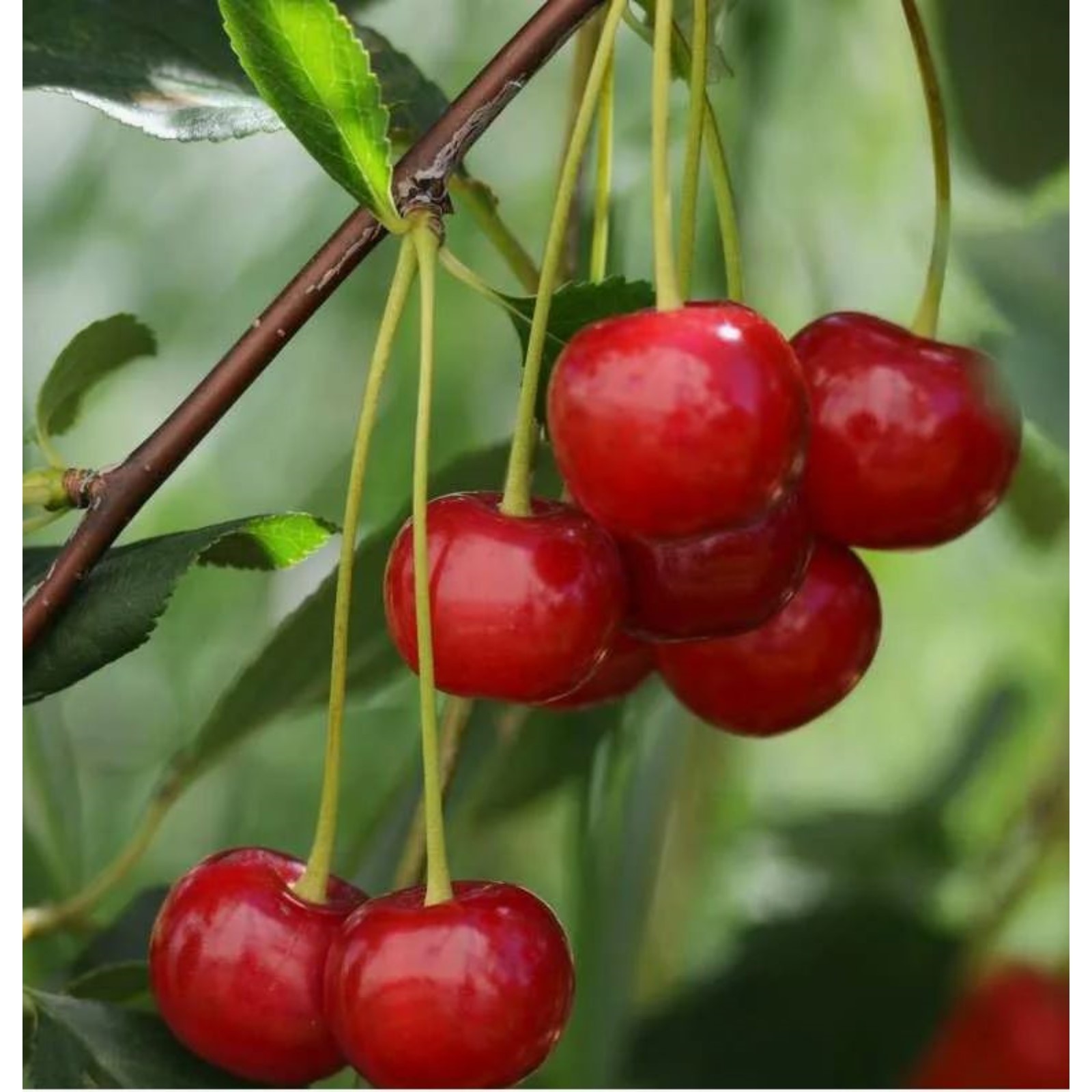 Вишня самая сладкая и крупная сорта. Черевишня дюк малышка. Черешня бычье сердце дерево. Вишня самая сладкая и крупная сорта. Вишня самая сладкая и крупная сорта.