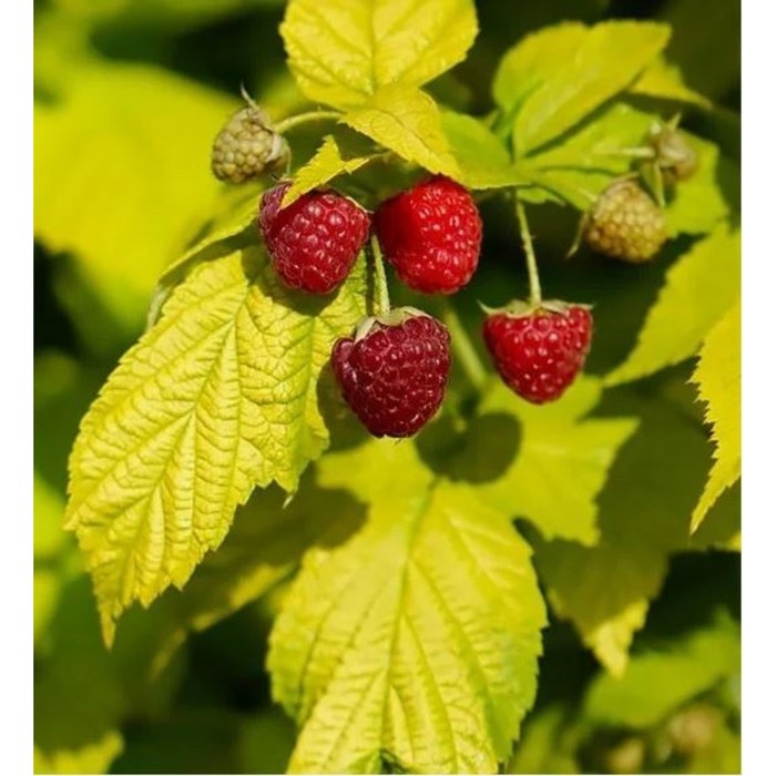 Саженец Малина карликовые сорта Груви, горшок С3, 1 шт.