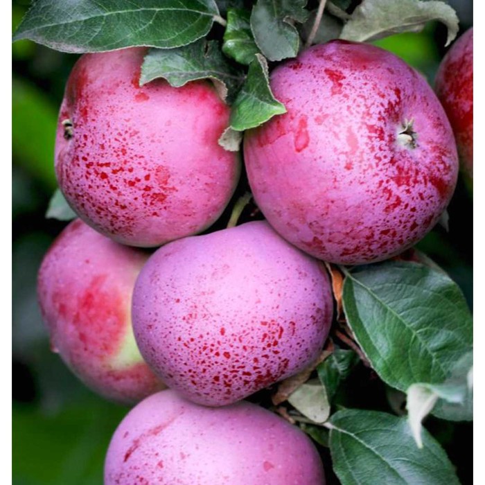 Описание сорта фото отзывы Описание сорта фото отзывы