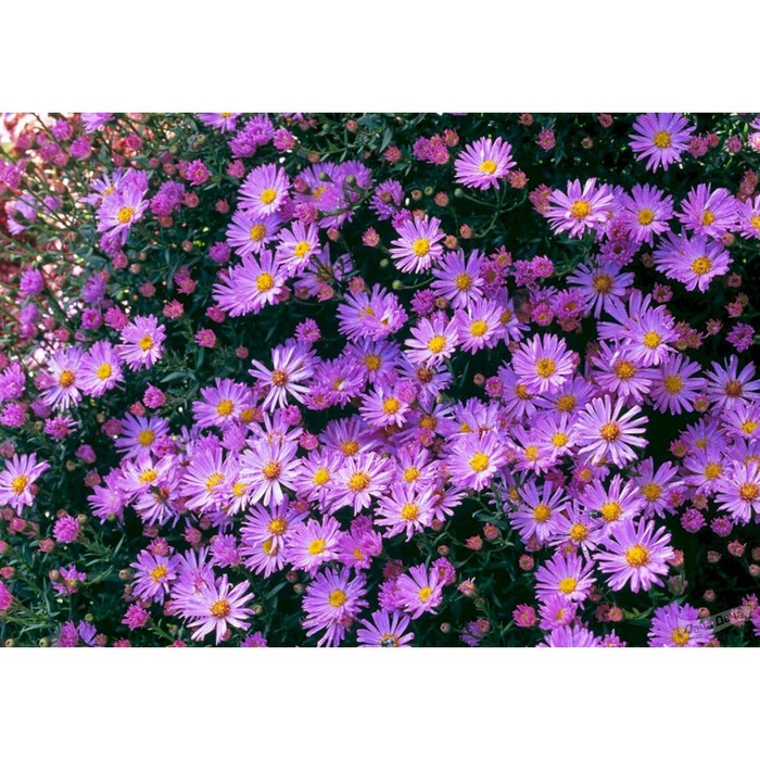 Астра проф. Антон Киппенберг (кустарниковая) купить в гипермаркете Чистый Мир.