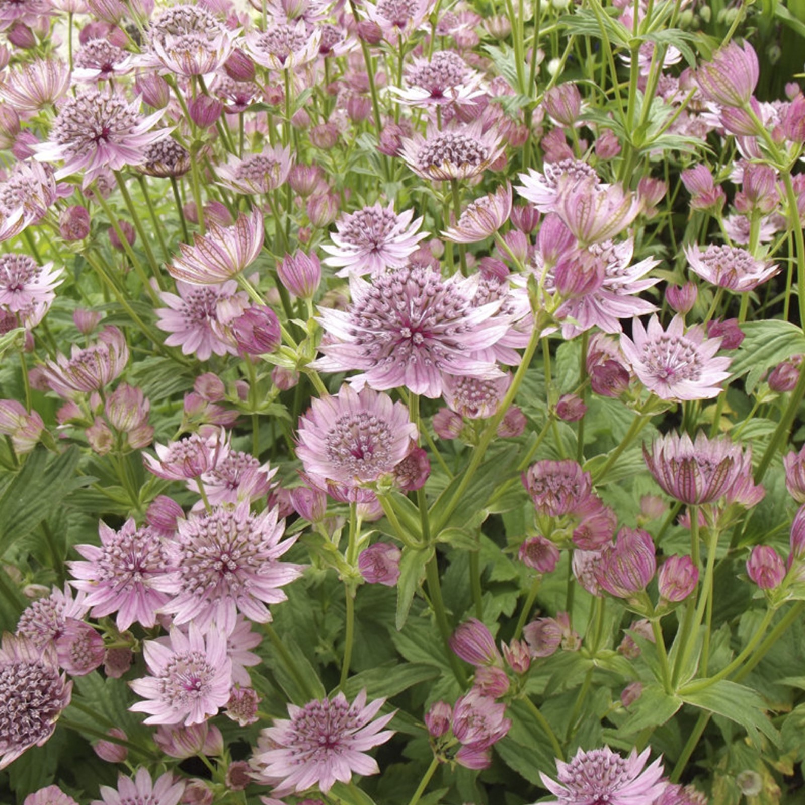 Astrantia from Burncoose Nurseries