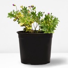 Герань кроваво-красная Макс Фрэй, горшок С2, 1 шт, Лето 2024 - фото 27800796