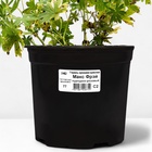 Герань кроваво-красная Макс Фрэй, горшок С2, 1 шт, Лето 2024 - фото 27800797