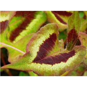 Горец мелкоголовый «Пёпл Фэнтези», саженец, горшок С2, 1 шт., Лето 2026, «ПОИСК»