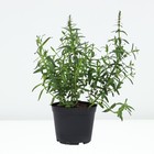 Дербенник иволистный Роберт, горшок С3, 1 шт, Лето 2024 - фото 25406008