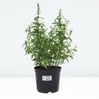 Дербенник иволистный Роберт, горшок С3, 1 шт, Лето 2024 - фото 25406009