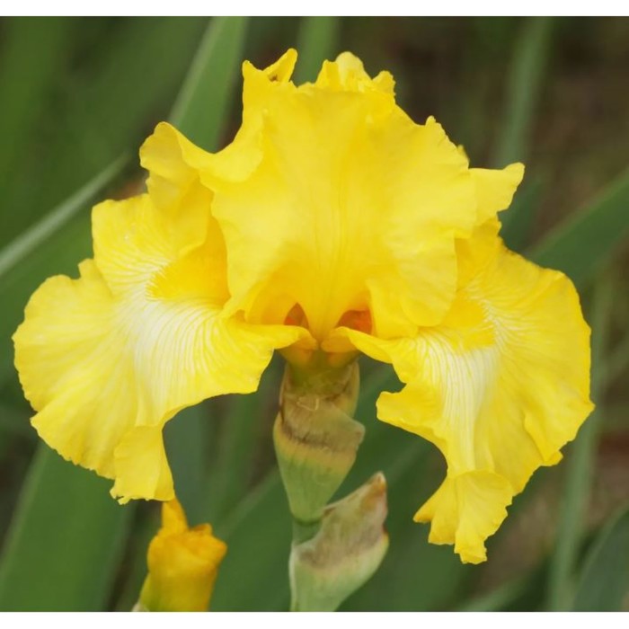 Ирис желтый высокий фото Ирис желтый высокий фото
