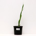 Ирис бородатый Ред Зингер, горшок С2, 1 шт, Лето 2024 - фото 25406014