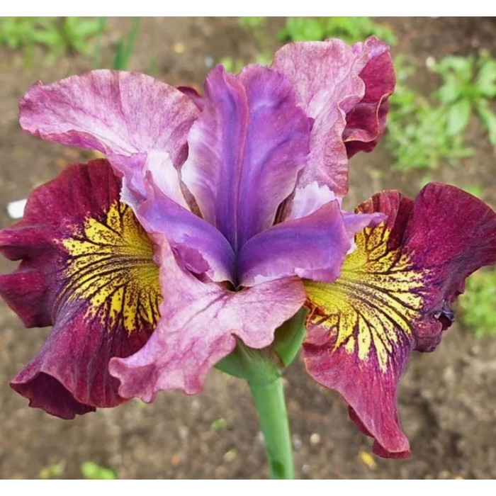 Ирис сибирский мисс эппл фото Ирис сибирский мисс эппл фото